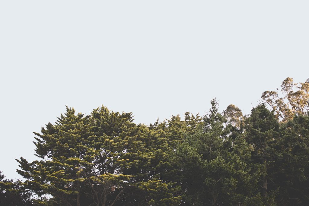 Piggery Cafe wedding-0167