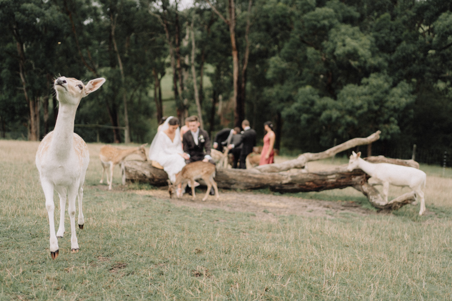 AJ_Wedding_photography_Gum_Gully_Farm_-92