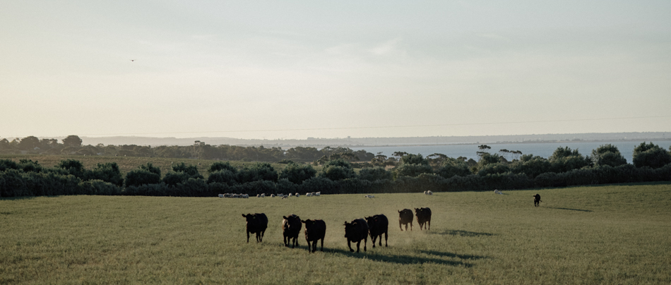 81936 Rusty Gate 0094