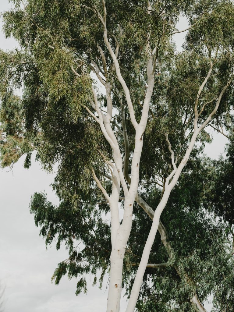 Uluru 25