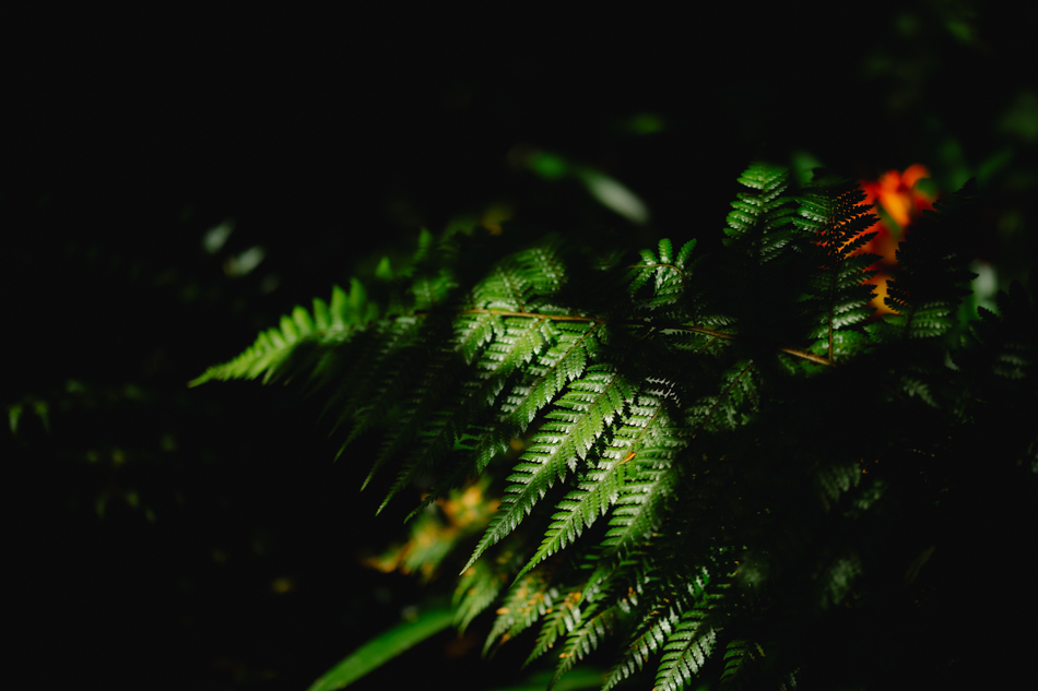 82324 Lyrebird Falls 1