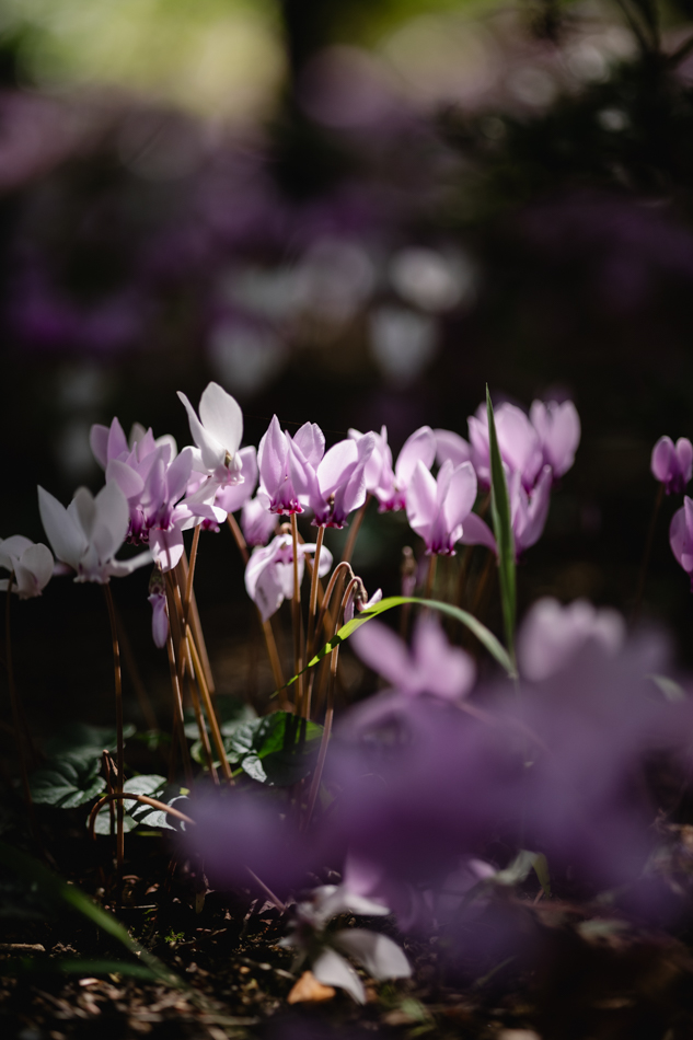 82773 Lyrebird Falls 6