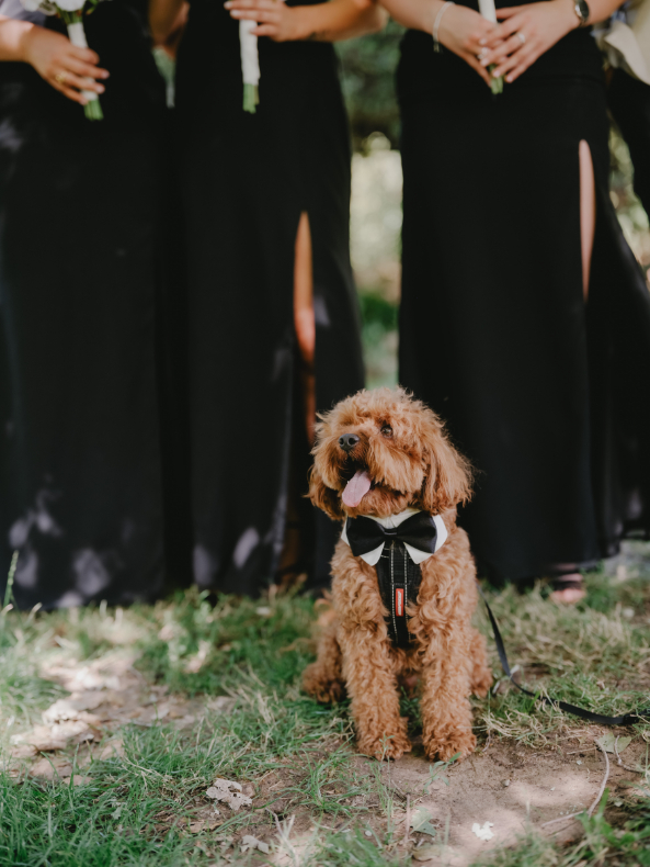 83184 Lavandula (19)