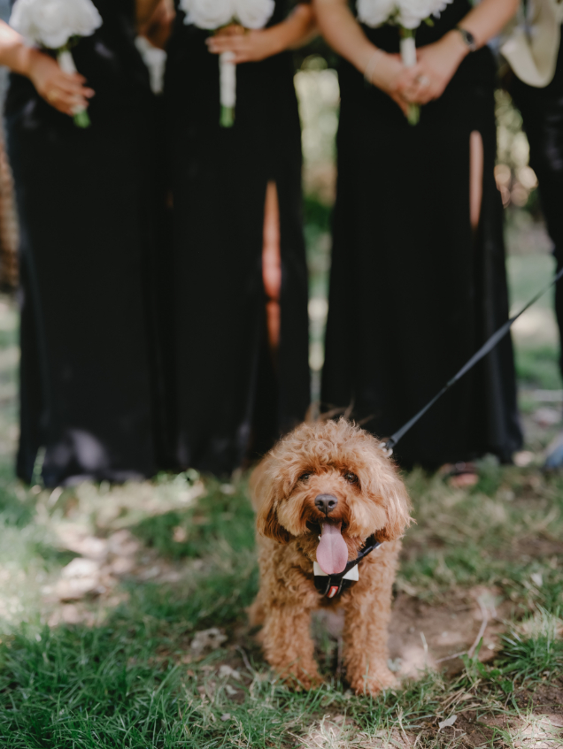 83184 Lavandula (20)