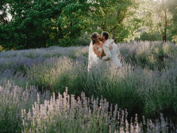 83184 Lavandula (52)