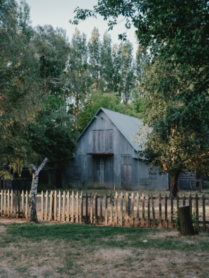 83184 Lavandula (61)